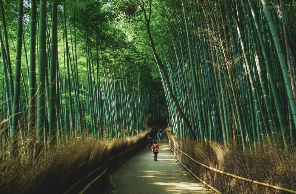 A scenic pathway through the towering green bamboo forest of Arashiyama in Kyoto, Japan, with visitors strolling along the tranquil, sunlit trail.