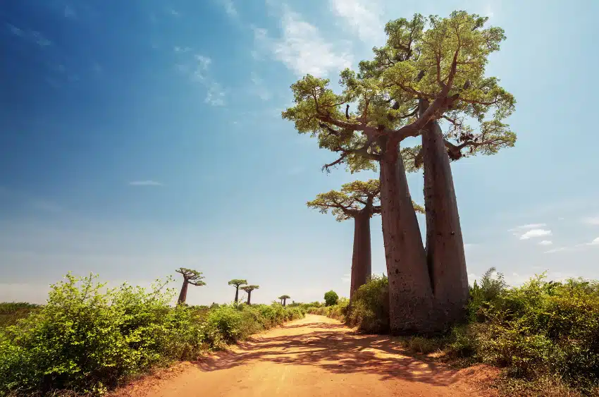 A dirt road in Madagascar is lined with towering baobab trees under a clear blue sky.