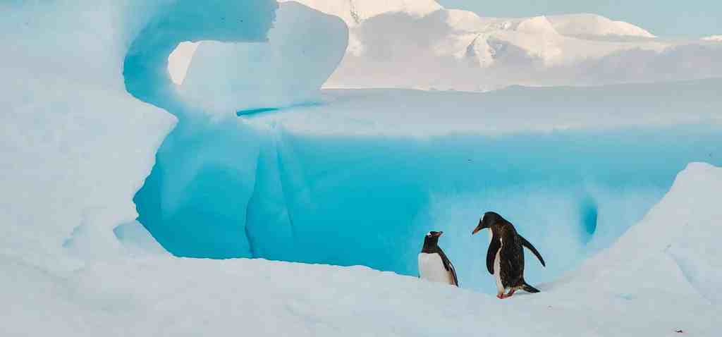 Two Gentoo penguins stand on a snowy surface in Antarctica, with a vivid blue iceberg forming a natural arch behind them. The ice's sculpted shapes and bright color contrast with the penguins' black and white feathers, creating a striking scene.