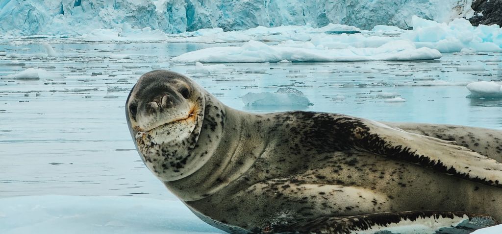 A leopard seal rests on an ice floe in Antarctica, surrounded by a landscape of glaciers and floating icebergs. The seal’s spotted fur and distinctive facial features are highlighted against the stark, icy backdrop. Photographed during a Quark Expeditions Antarctic cruise.