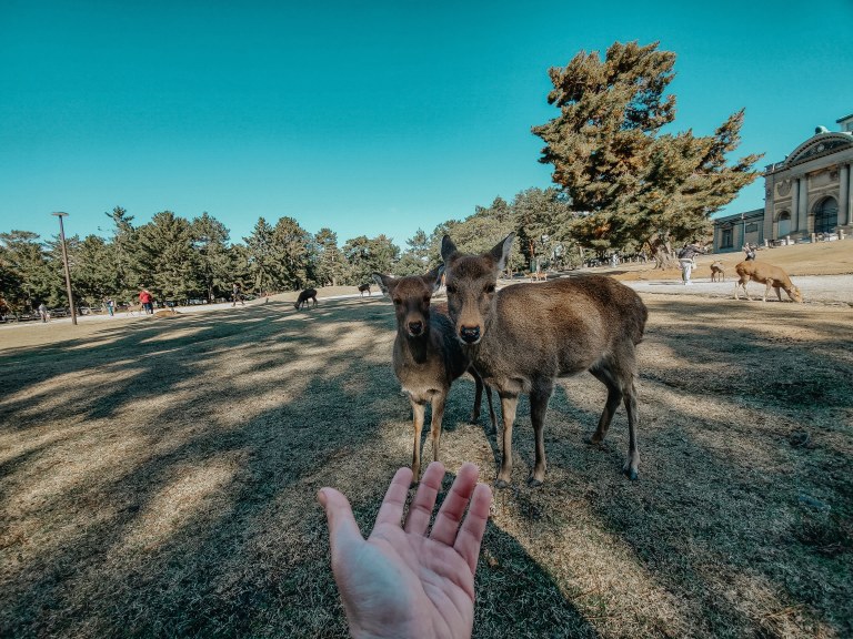 Tri City’s of Japan: Tokyo, Kyoto, Nara