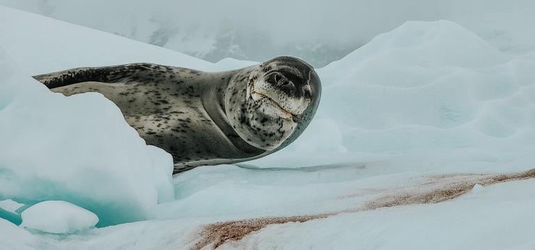 Antarctica Awaits: How to Pack Like a Pro for Your Expedition